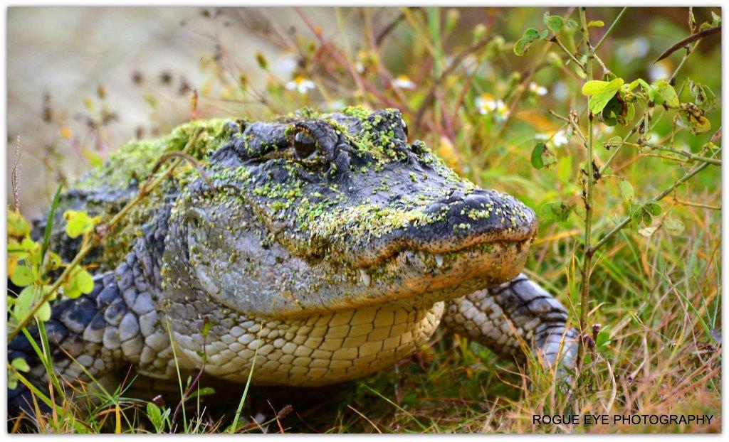 [Titre du site] L'alligator de Floride cible les pagayeurs, obligeant les responsables à fermer la voie navigable