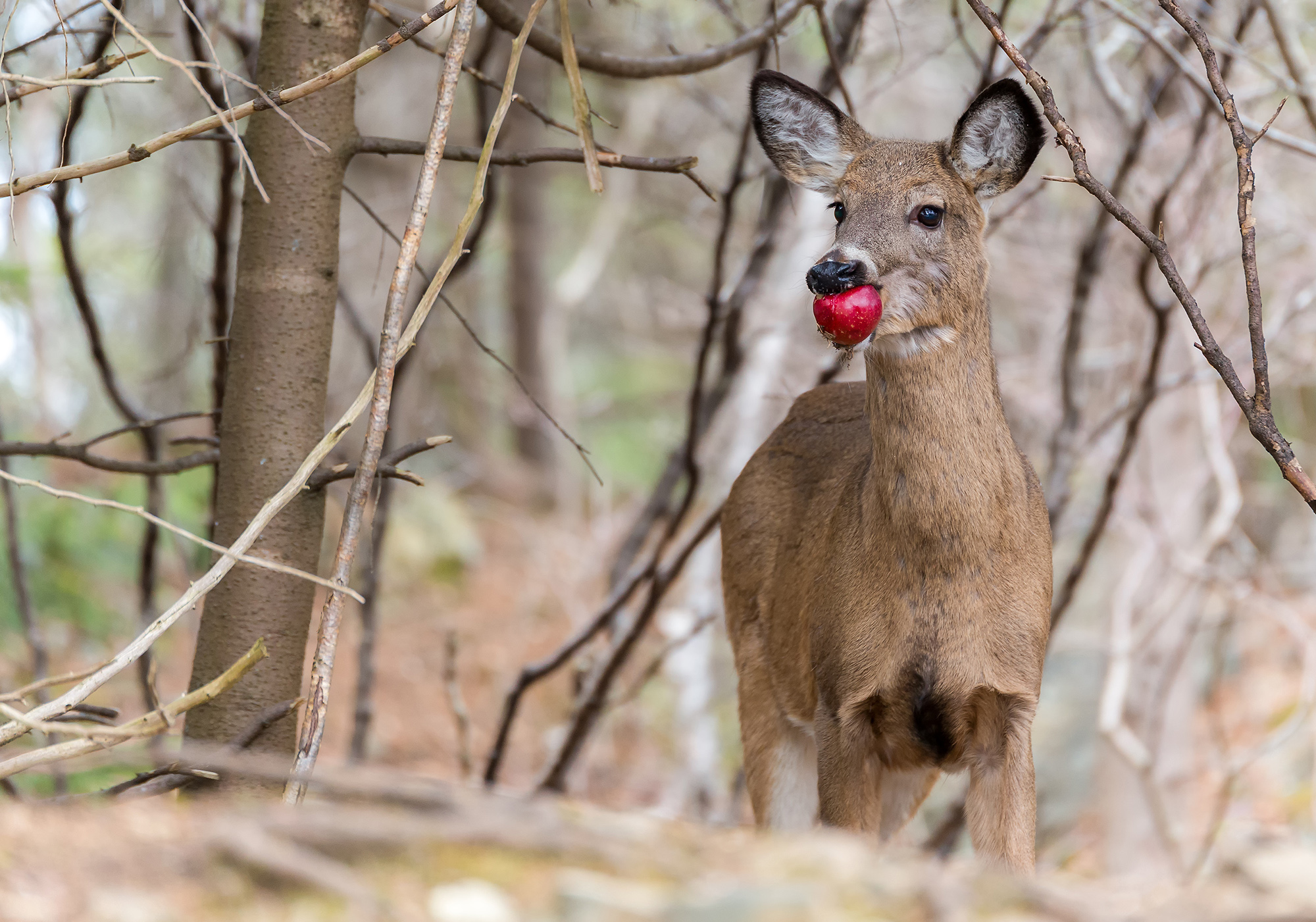 [Titre du site] Le Tennessee légalise la chasse aux cerfs sur l'appât