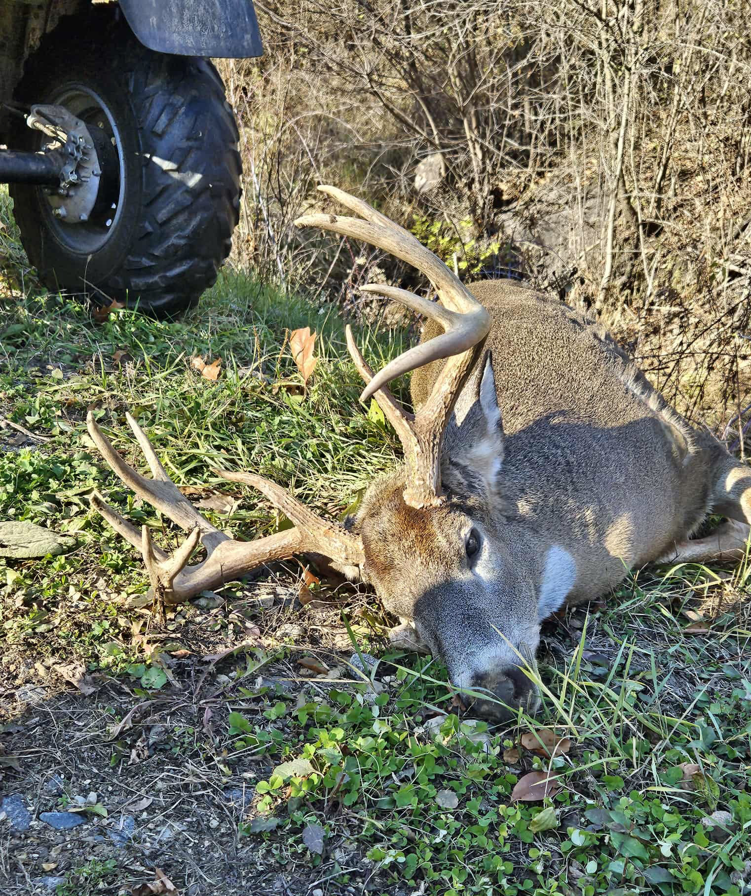 [Titre du site] Le Wisconsin Bowhunter renvoie Big Buck à un autre chasseur