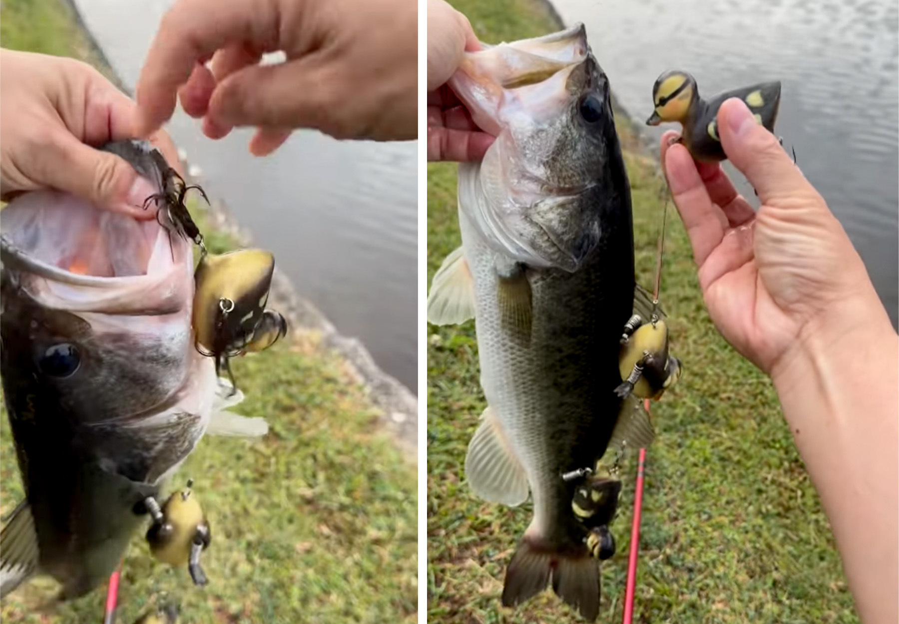 [Titre du site] Le pêcheur attrape les basses sur son propre leurre de canetling imprimé en 3D