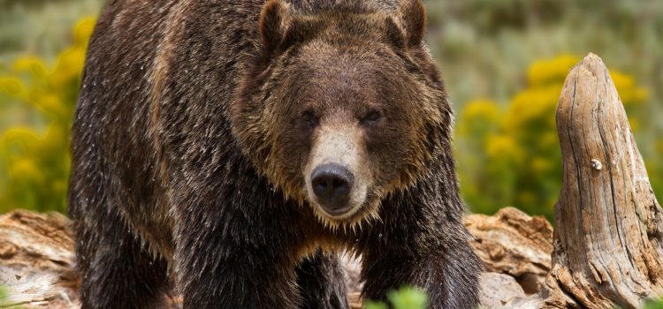 Les chasseurs de champignons tirent, tuez les grizzlis en charge au Montana

