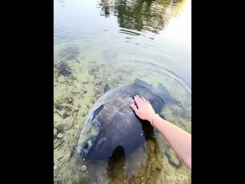 [Titre du site] L'homme de Floride attrape un Pacu massif dans le canal du quartier
