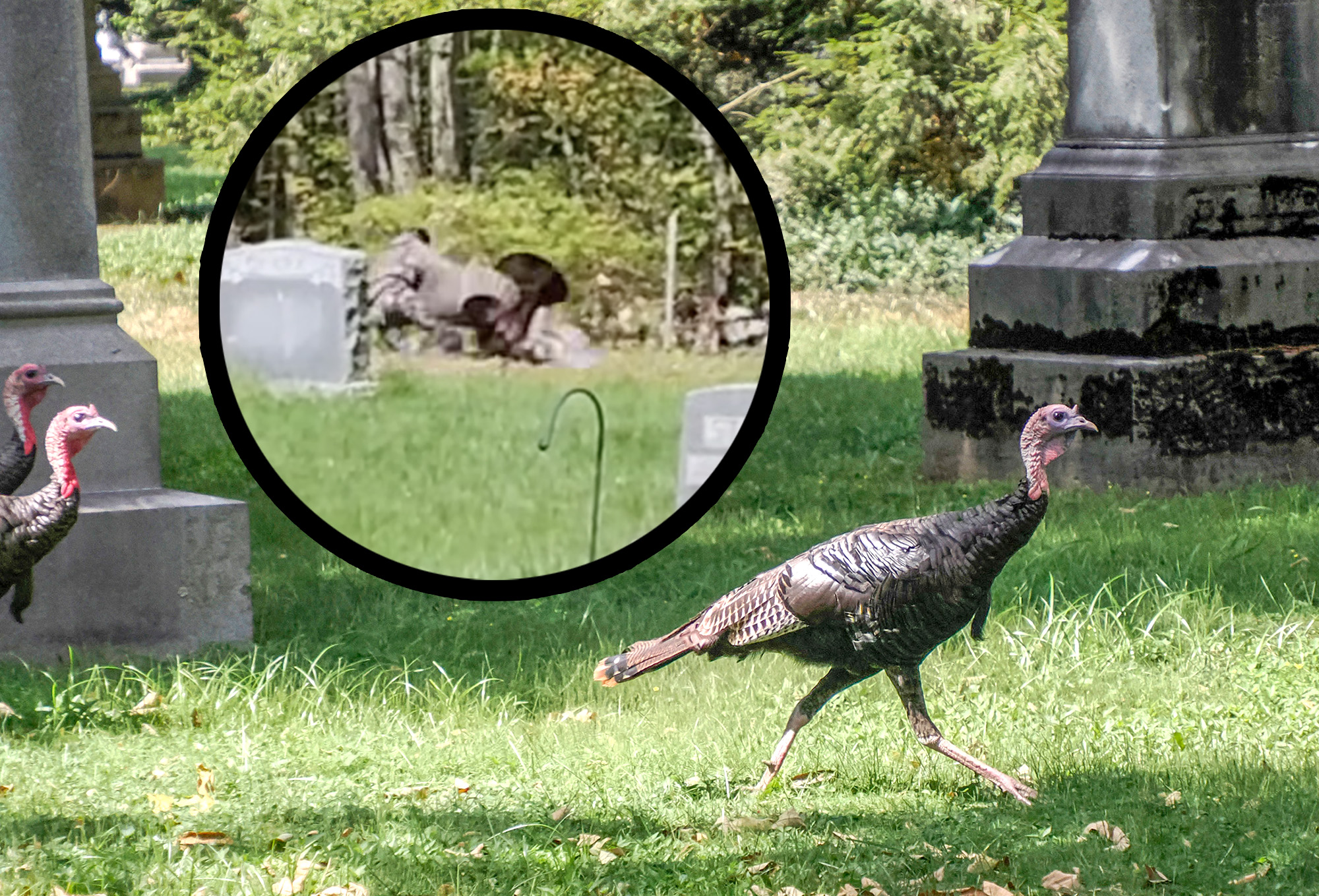 [Titre du site] Man Wrestling Wild Turkey dans le cimetière du New Hampshire