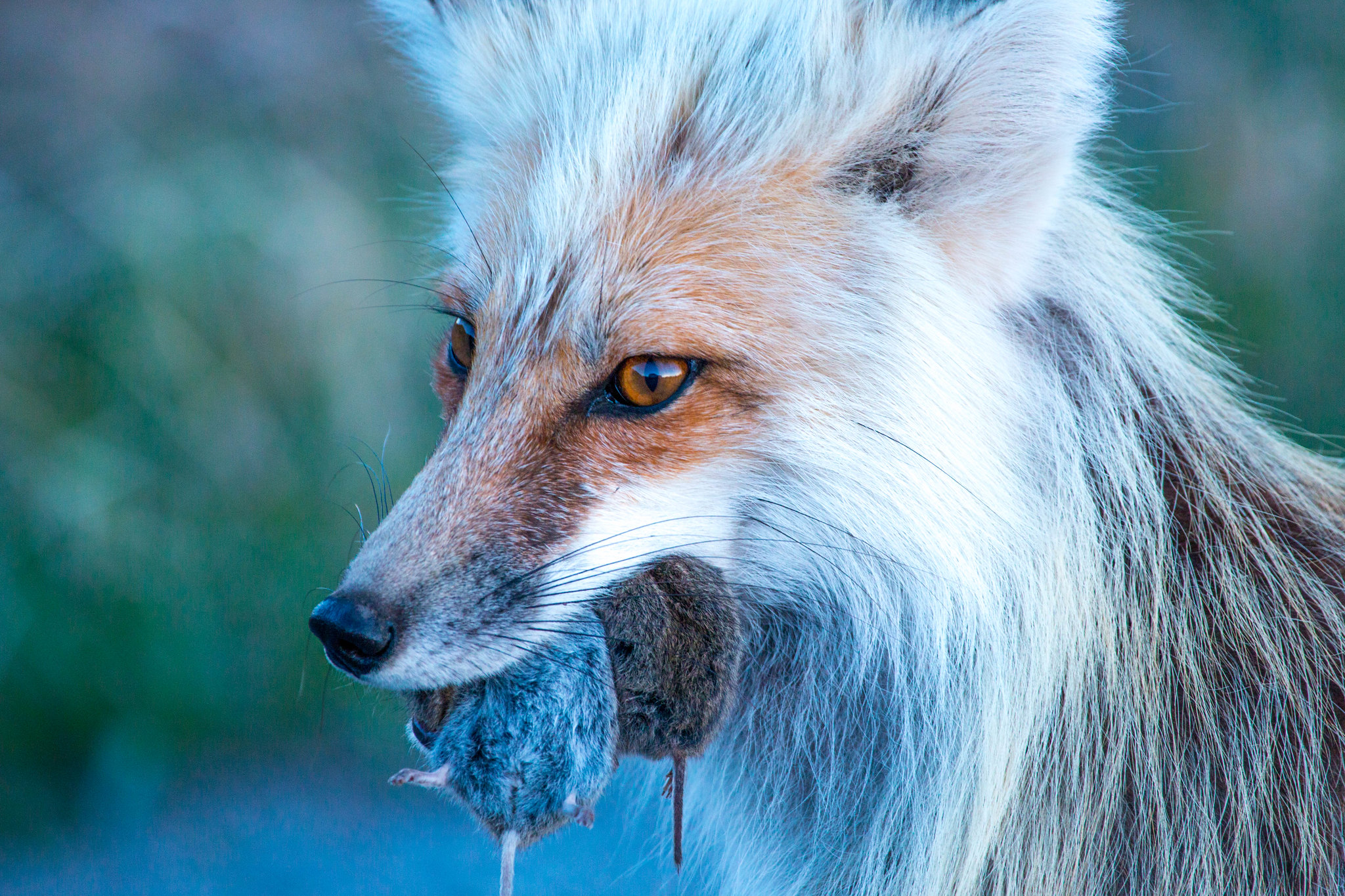 [Titre du site] 11 Photos fascinantes de la faune du parc national de Grand Teton