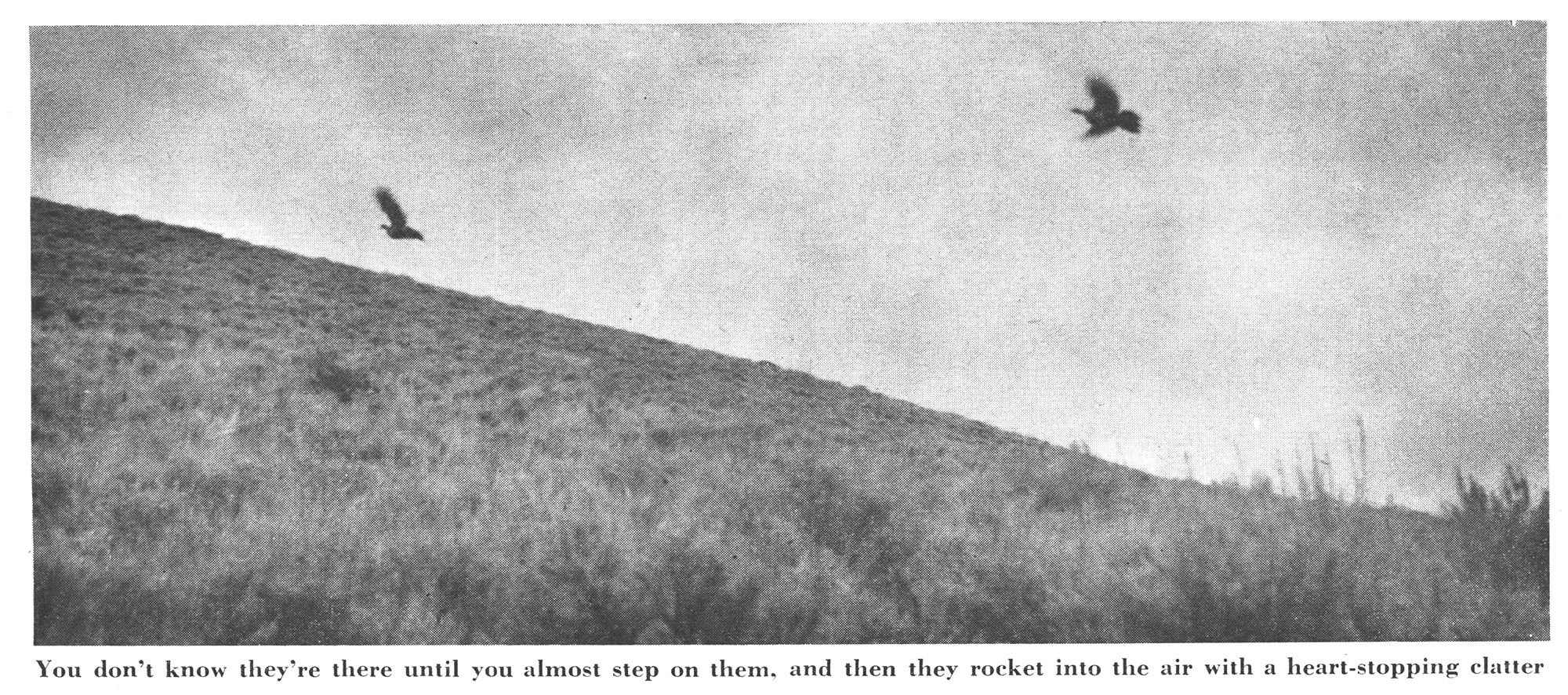 [Titre du site] J'ai été témoin des jours de gloire de la chasse au tétras de sauge