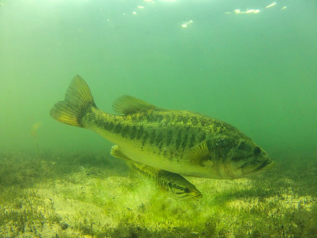 Comment pêcher éthiquement pour les bars engendrés