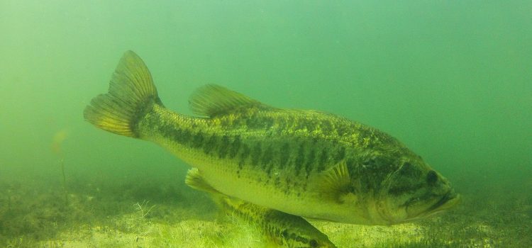 Comment pêcher éthiquement pour les bars engendrés Comment pêcher éthiquement pour les bars engendrés