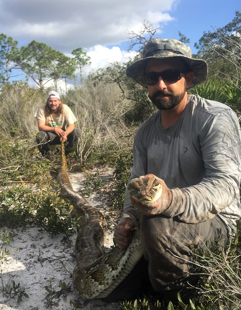 [Titre du site] Giant Florida Python trouvé décapité par un lynx roux