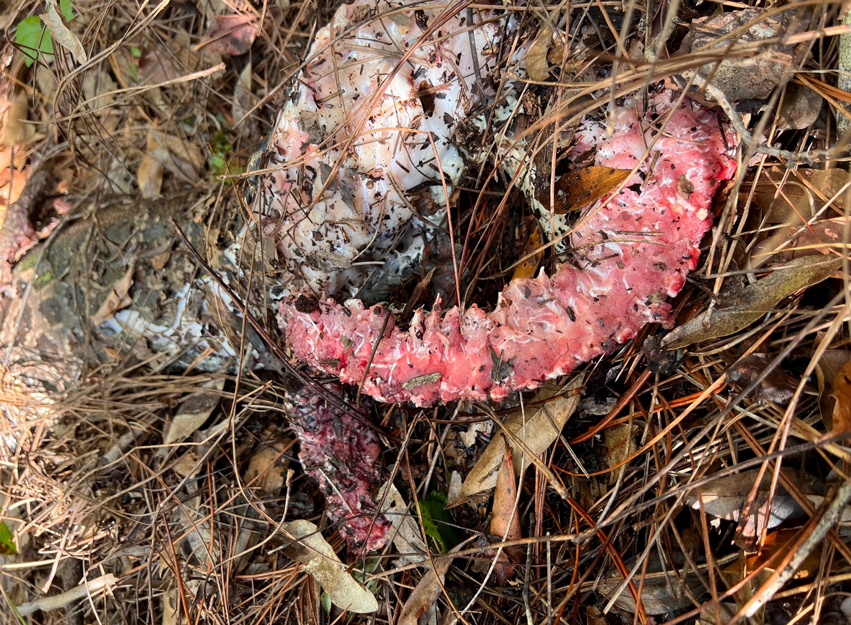 [Titre du site] Giant Florida Python trouvé décapité par un lynx roux