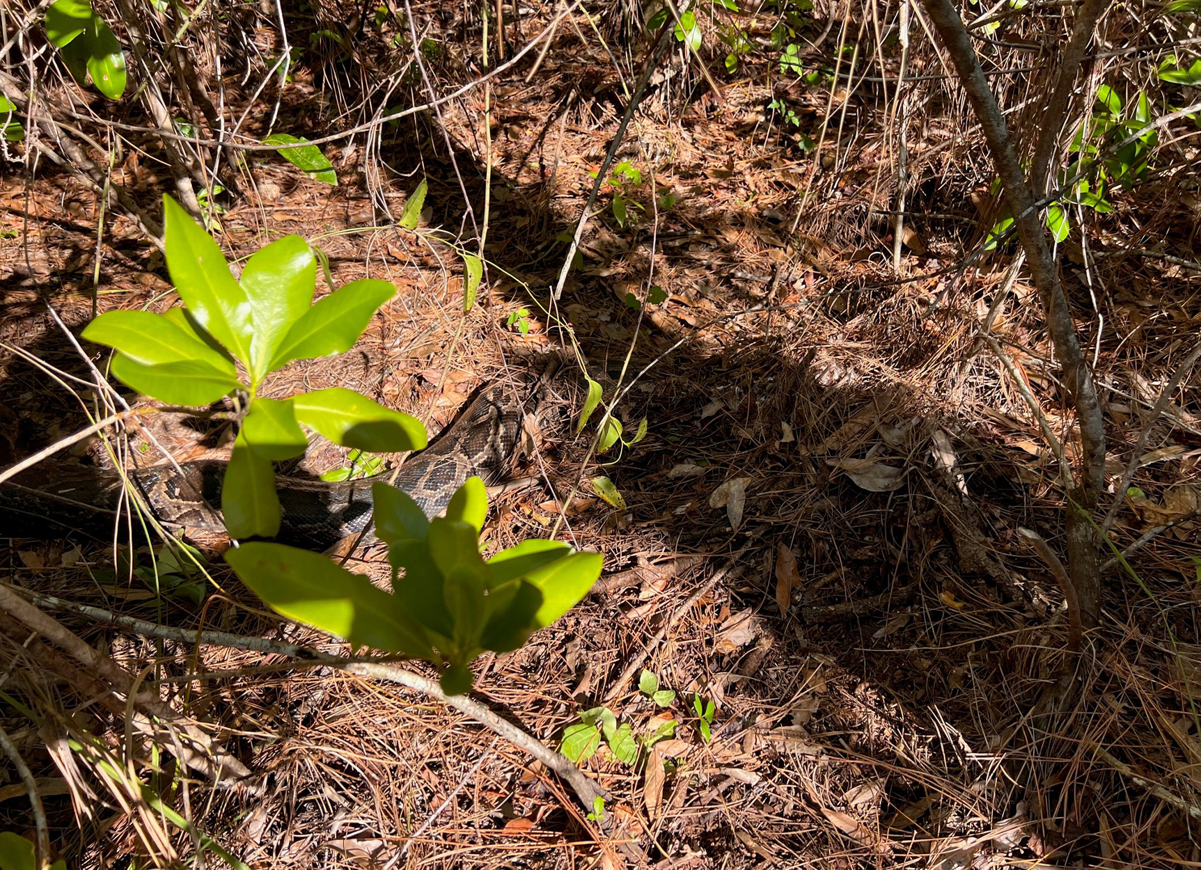 [Titre du site] Giant Florida Python trouvé décapité par un lynx roux
