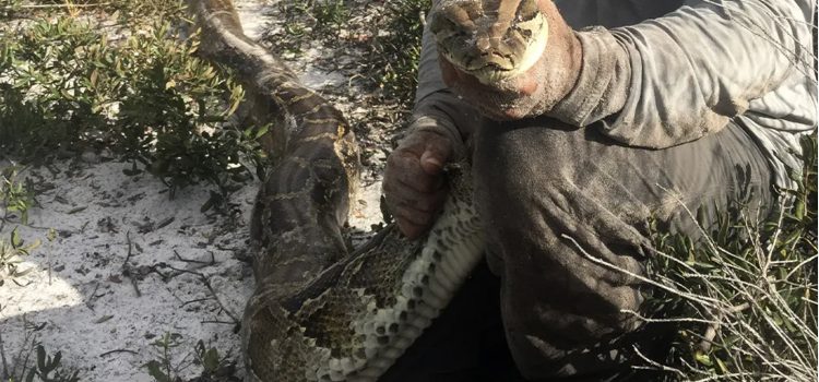 Giant Florida Python trouvé décapité par un lynx roux
