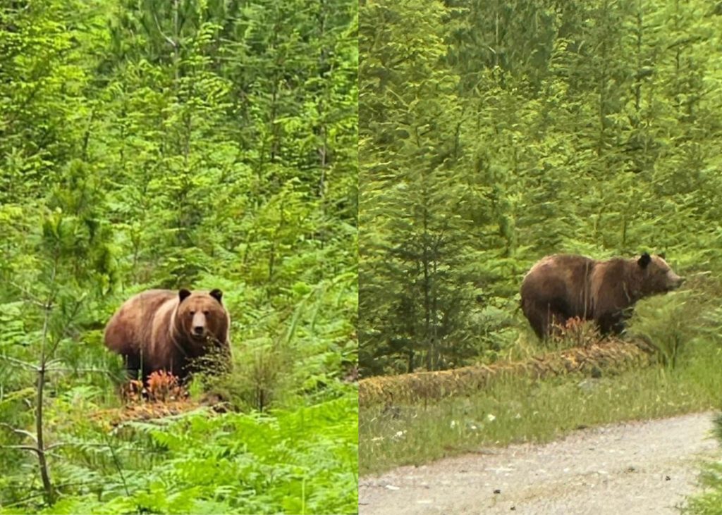 Rogue Canadiens Hatch Rescue Plan for Problem Grizzly