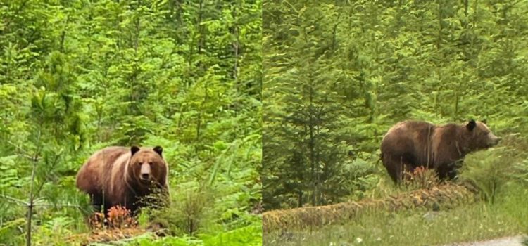 Rogue Canadiens Hatch Rescue Plan for Problem Grizzly
