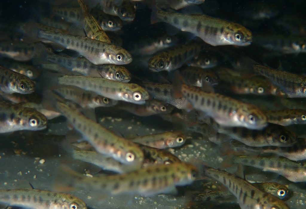 Fish Kill at California Fish Hatchery aura un impact sur les bas pendant des années