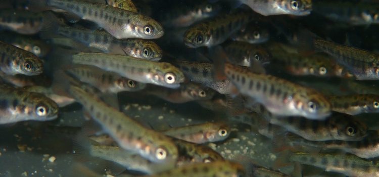 Fish Kill at California Fish Hatchery aura un impact sur les bas pendant des années
