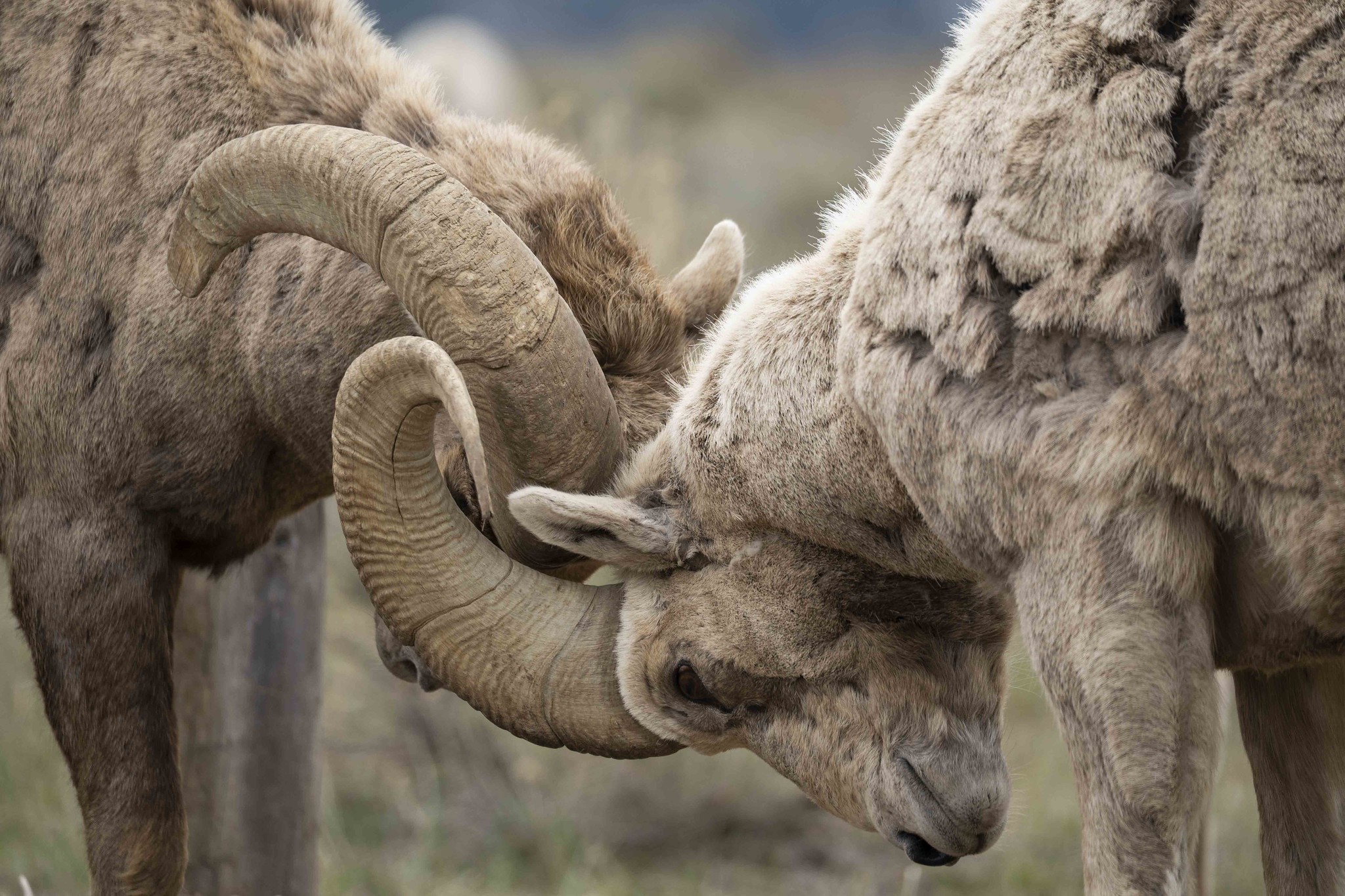 [Titre du site] 11 Photos fascinantes de la faune du parc national de Grand Teton