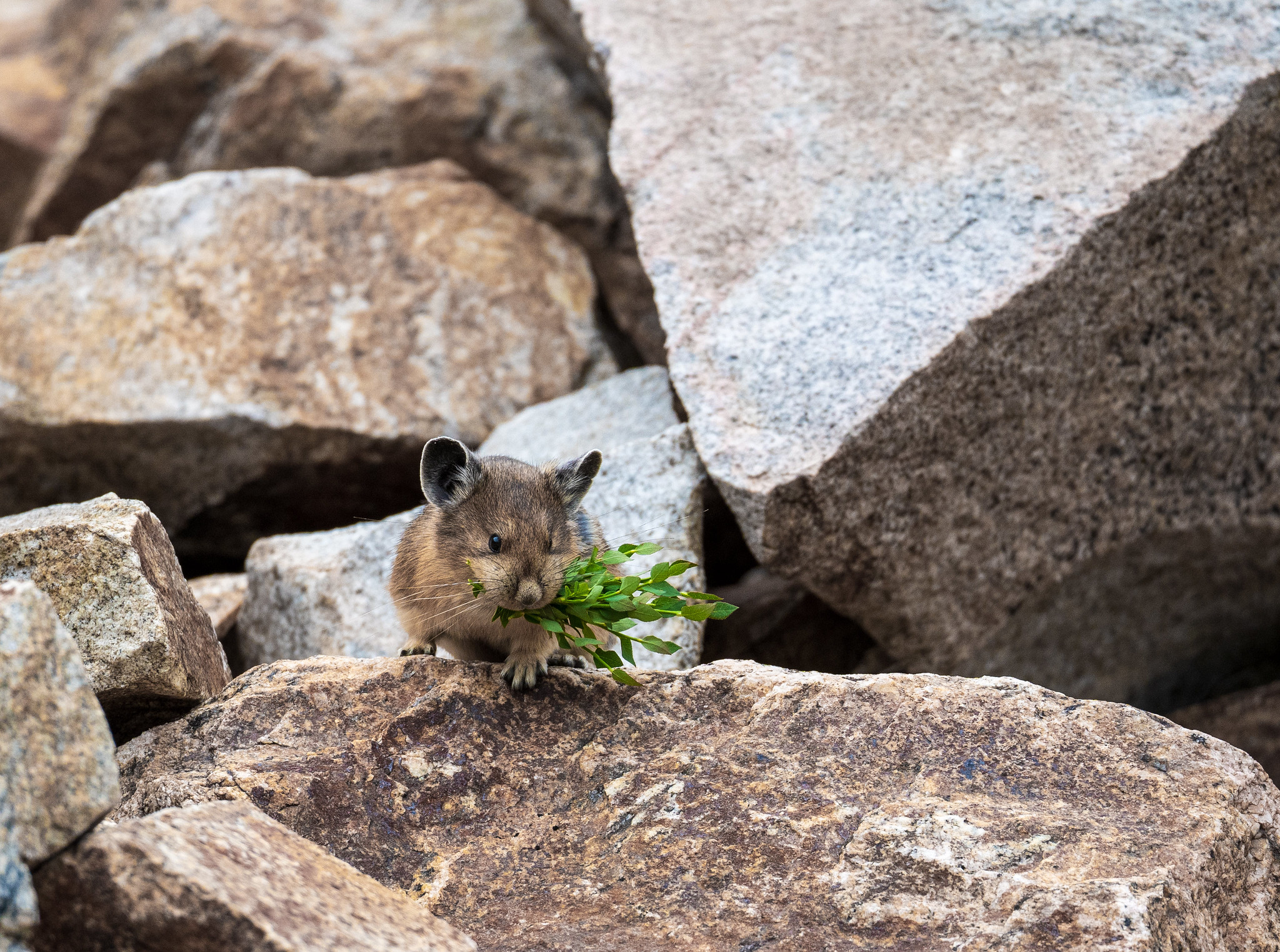 [Titre du site] 11 Photos fascinantes de la faune du parc national de Grand Teton