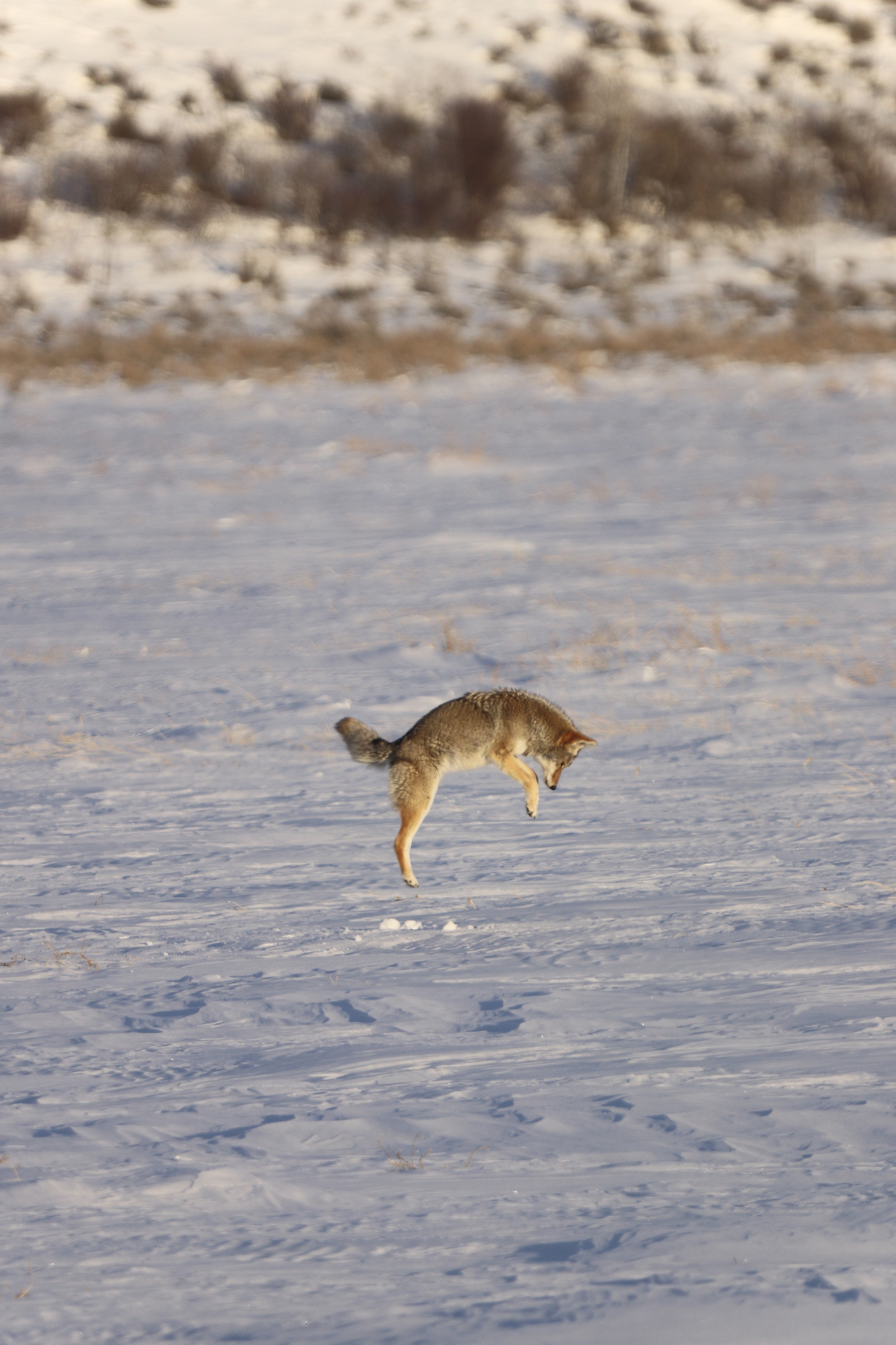 [Titre du site] 11 Photos fascinantes de la faune du parc national de Grand Teton