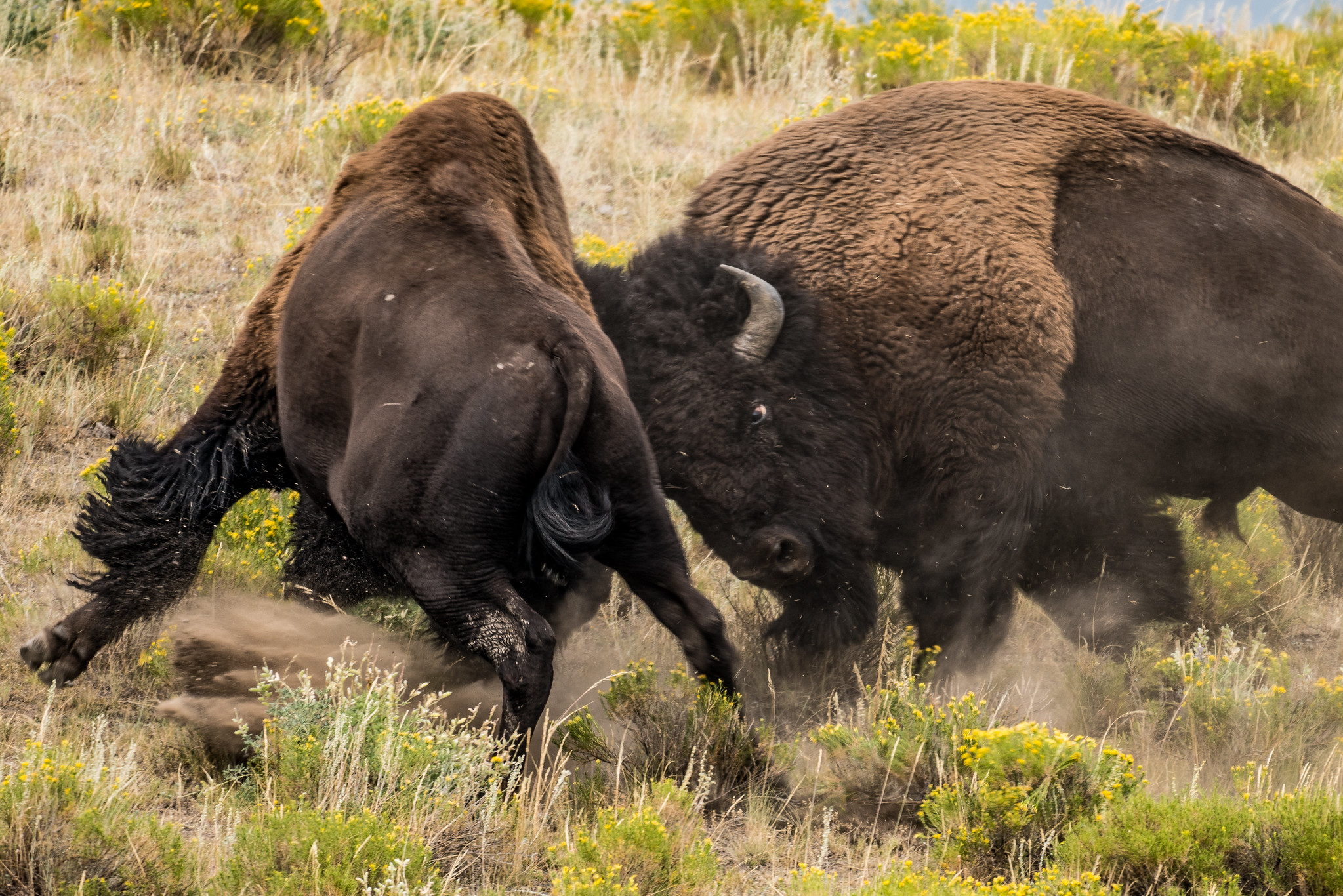 [Titre du site] 11 Photos fascinantes de la faune du parc national de Grand Teton