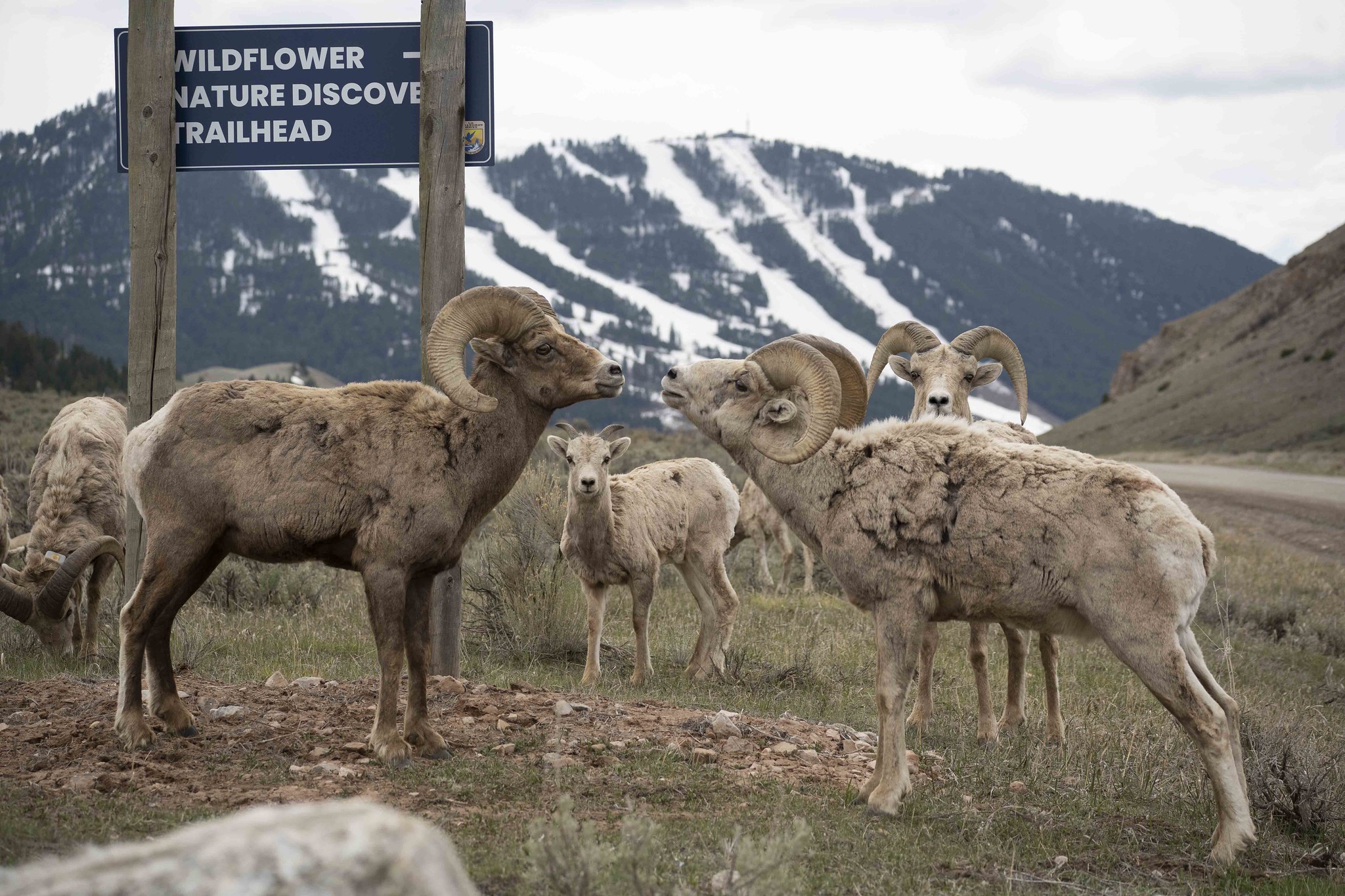 [Titre du site] 11 Photos fascinantes de la faune du parc national de Grand Teton
