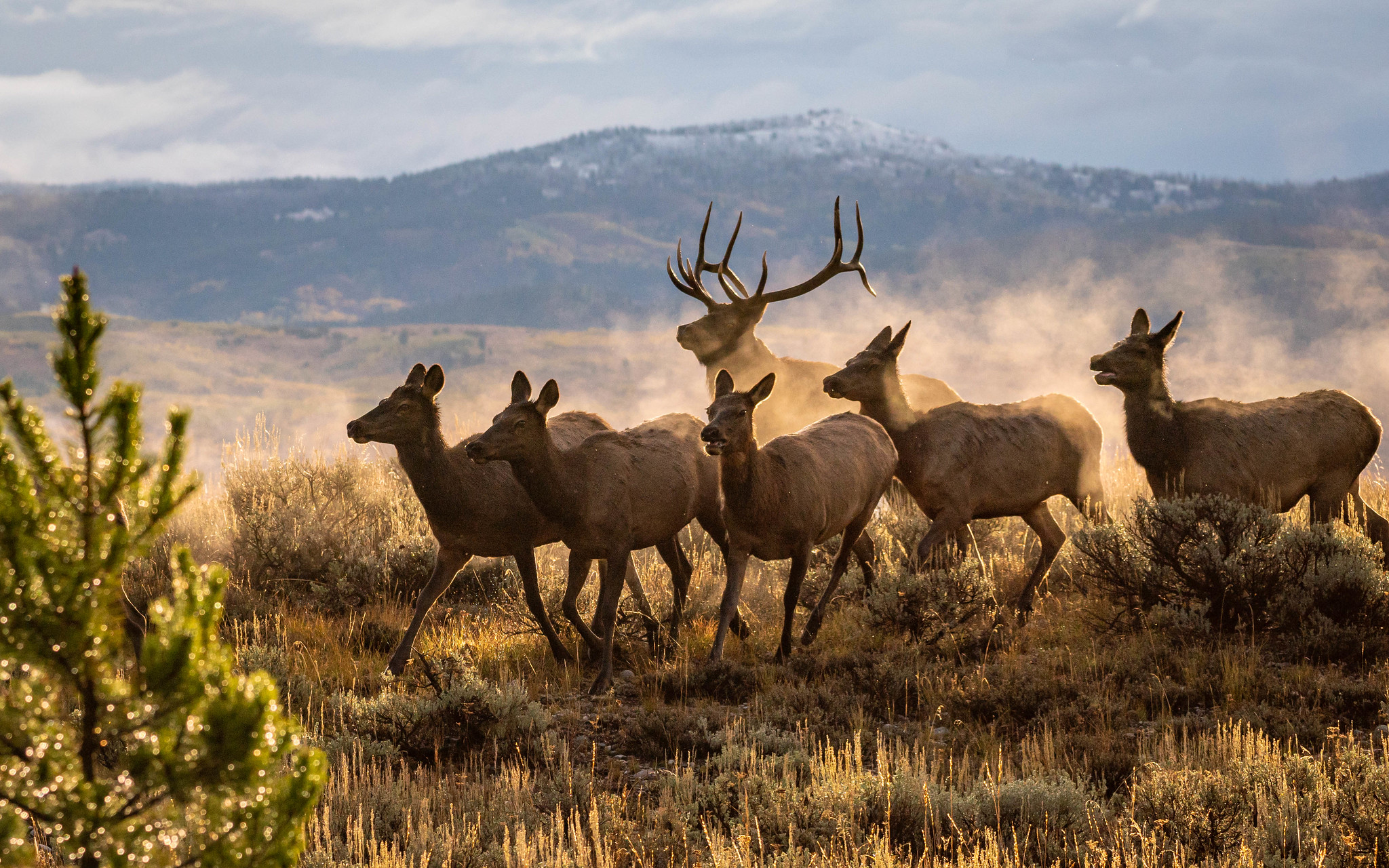 [Titre du site] 11 Photos fascinantes de la faune du parc national de Grand Teton