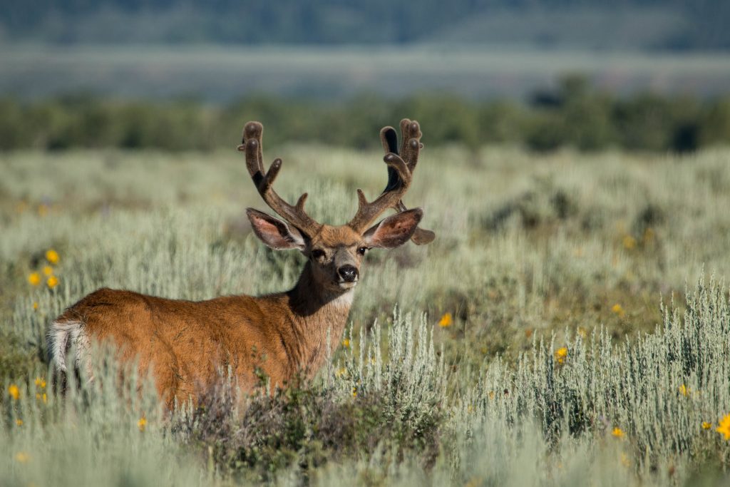 11 Photos fascinantes de la faune du parc national de Grand Teton