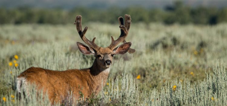 11 Photos fascinantes de la faune du parc national de Grand Teton 11 Photos fascinantes de la faune du parc national de Grand Teton