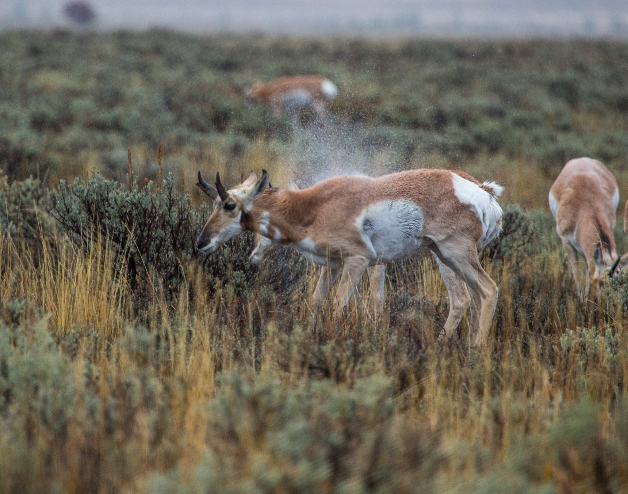 [Titre du site] 11 Photos fascinantes de la faune du parc national de Grand Teton