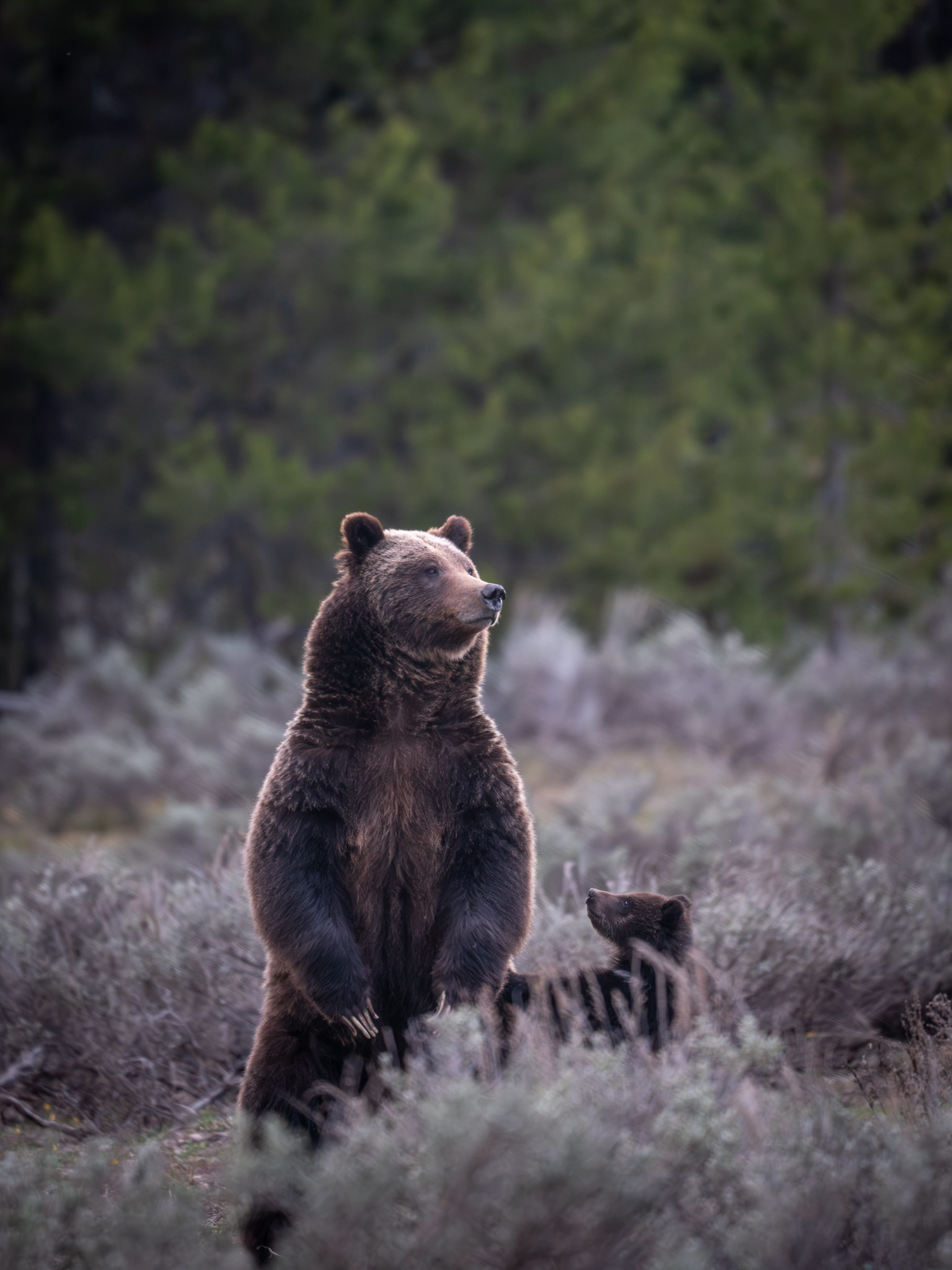 [Titre du site] 11 Photos fascinantes de la faune du parc national de Grand Teton