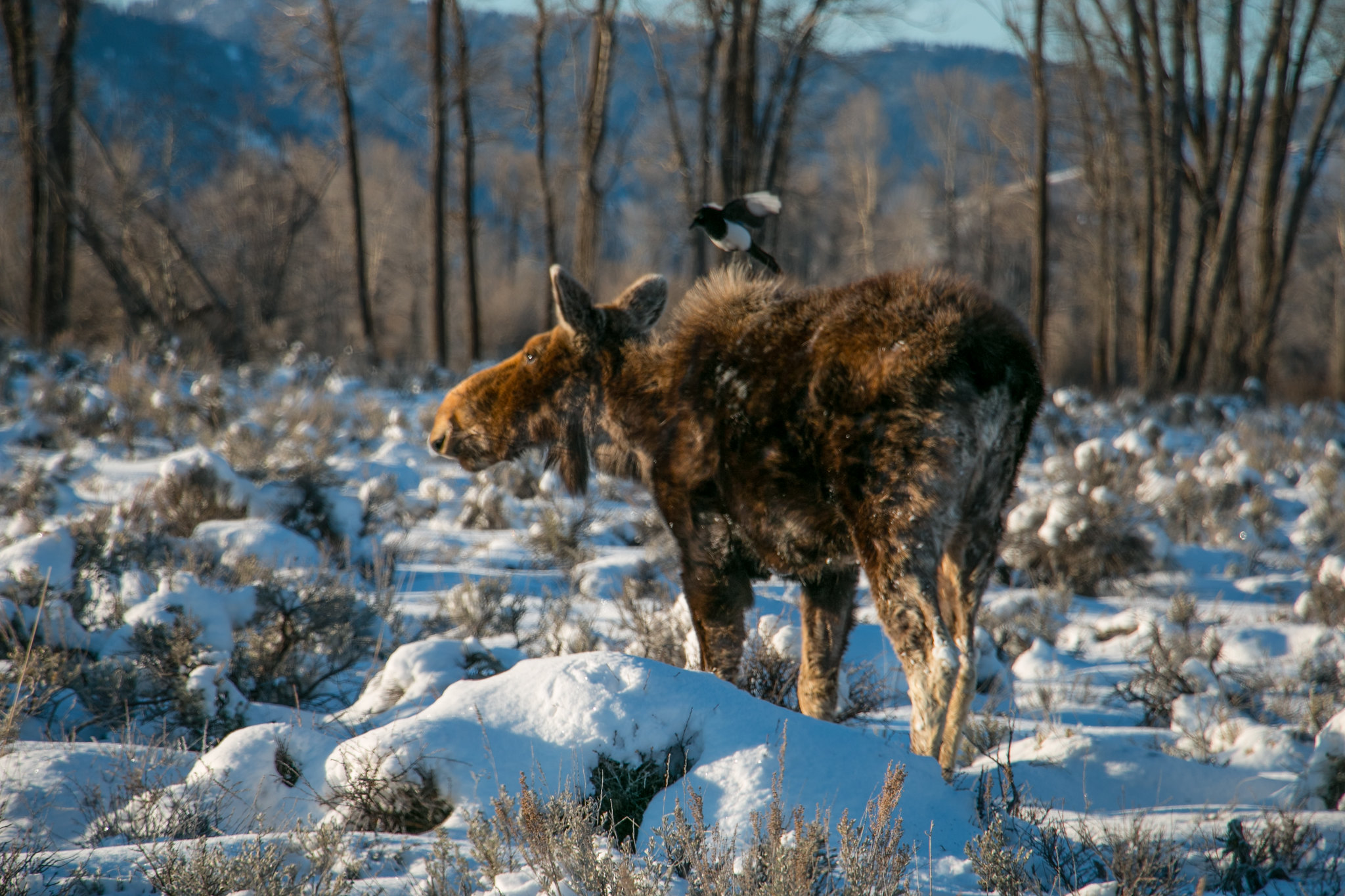 [Titre du site] 11 Photos fascinantes de la faune du parc national de Grand Teton