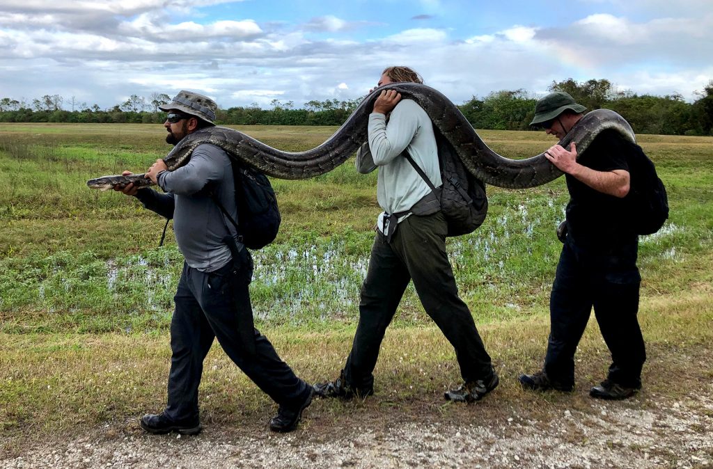 Les trackers Python suppriment plus de 20 tonnes de serpents invasifs