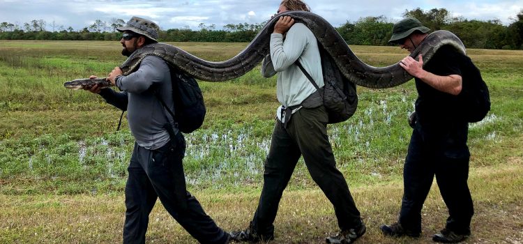 Les trackers Python suppriment plus de 20 tonnes de serpents invasifs Les trackers Python suppriment plus de 20 tonnes de serpents invasifs
