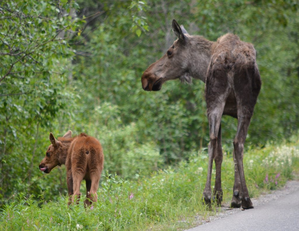 Voici pourquoi Moose continue d'attaquer les gens et leurs chiens au Colorado