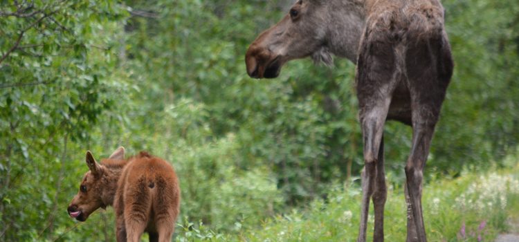 Voici pourquoi Moose continue d’attaquer les gens et leurs chiens au Colorado Voici pourquoi Moose continue d'attaquer les gens et leurs chiens au Colorado