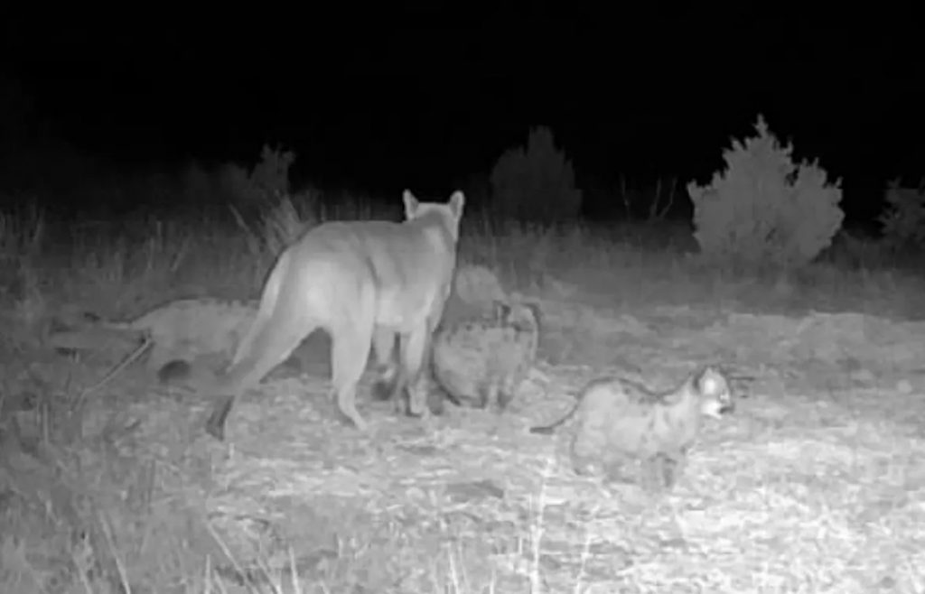 Les photos de la caméra de sentier confirment des chatons de lion de montagne en Oklahoma