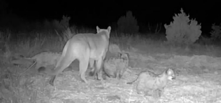 Les photos de la caméra de sentier confirment des chatons de lion de montagne en Oklahoma Les photos de la caméra de sentier confirment des chatons de lion de montagne en Oklahoma