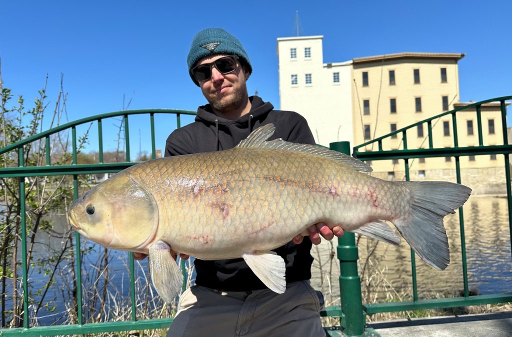 Enregistrer Bigmouth Buffalo capturé dans les banlieues de Minneapolis