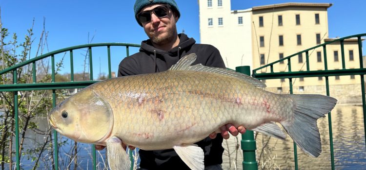 Enregistrer Bigmouth Buffalo capturé dans les banlieues de Minneapolis

