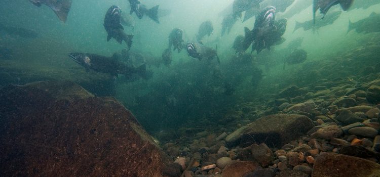 L’administration Trump termine la récupération collaborative du saumon L'administration Trump termine la récupération collaborative du saumon