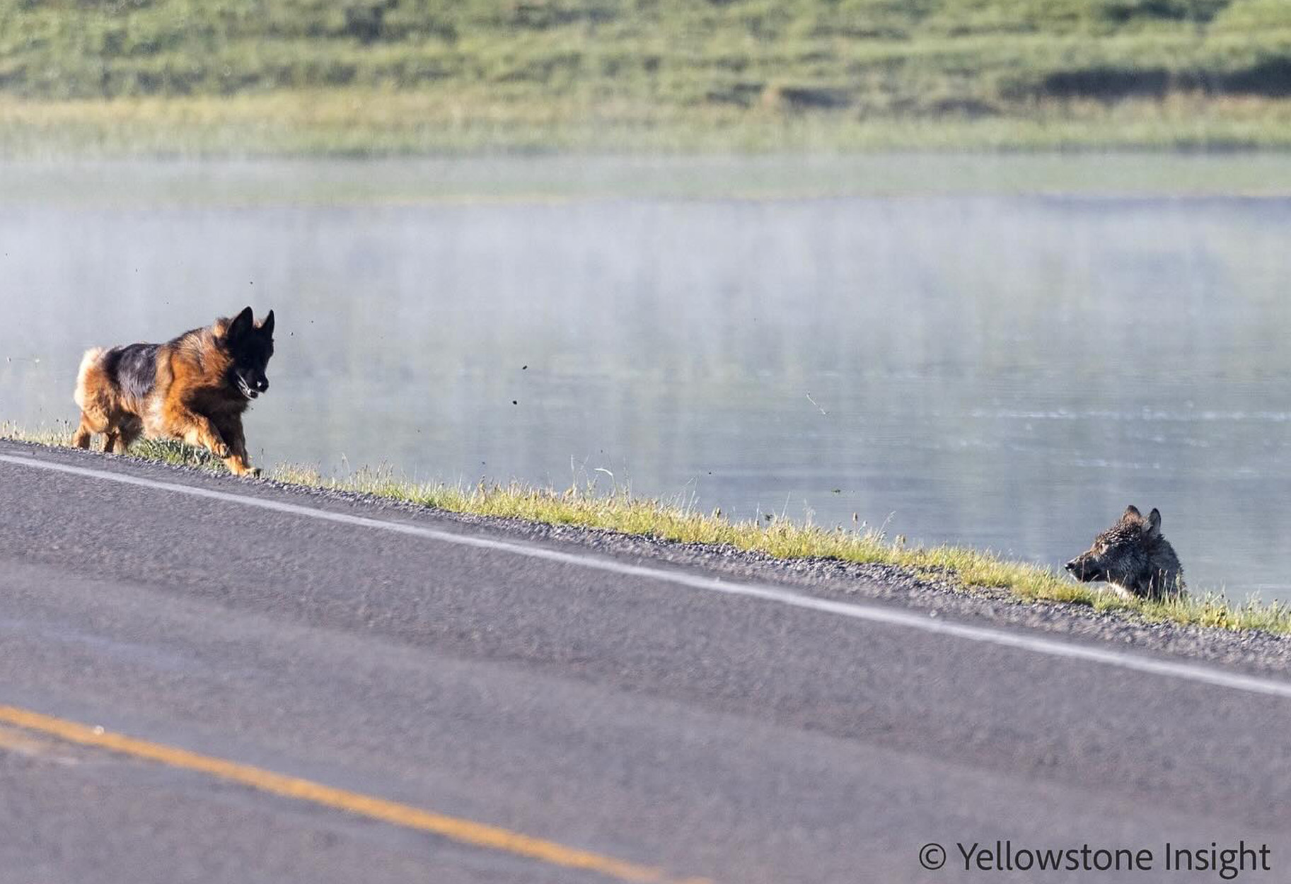 [Titre du site] Le chien saute par une fenêtre pour chasser un loup à Yellowstone