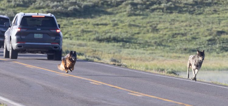 Le chien saute par une fenêtre pour chasser un loup à Yellowstone Le chien saute par une fenêtre pour chasser un loup à Yellowstone