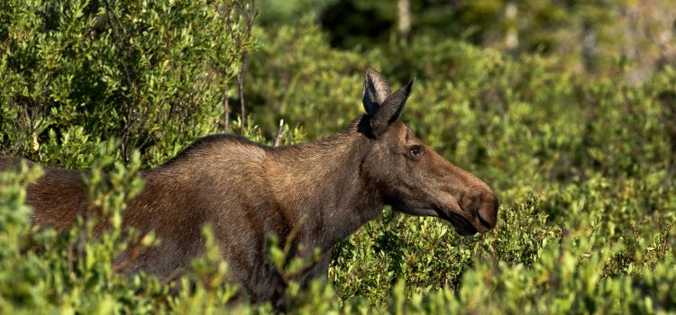 Fisherman tire et tue en charge des orignaux dans le Wyoming
