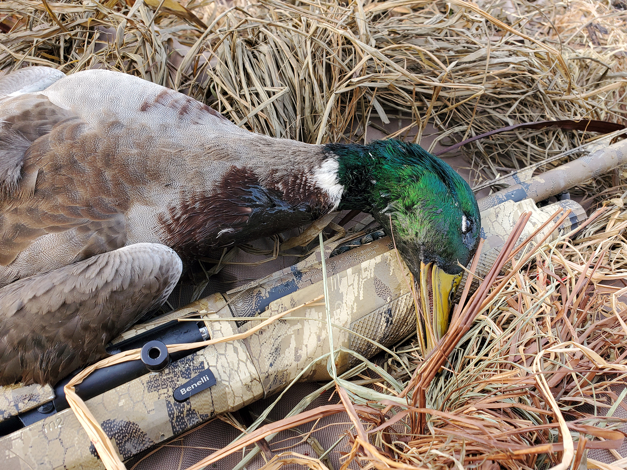 [Titre du site] Revue du fusil de fusil Benelli M2: The Ultimate Mid-Priced SemiAuto