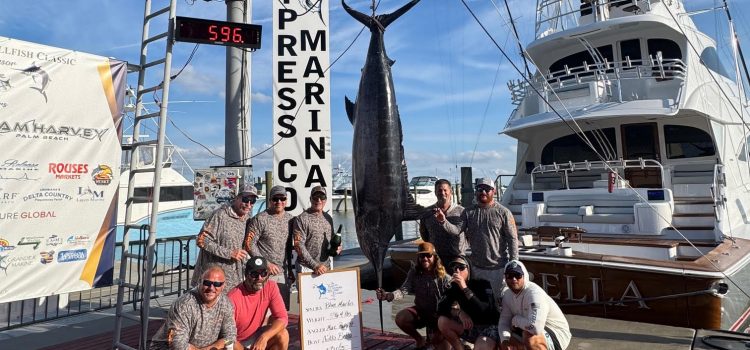 Tagged Yellowfin Thon récupéré à l'intérieur d'un marlin bleu
