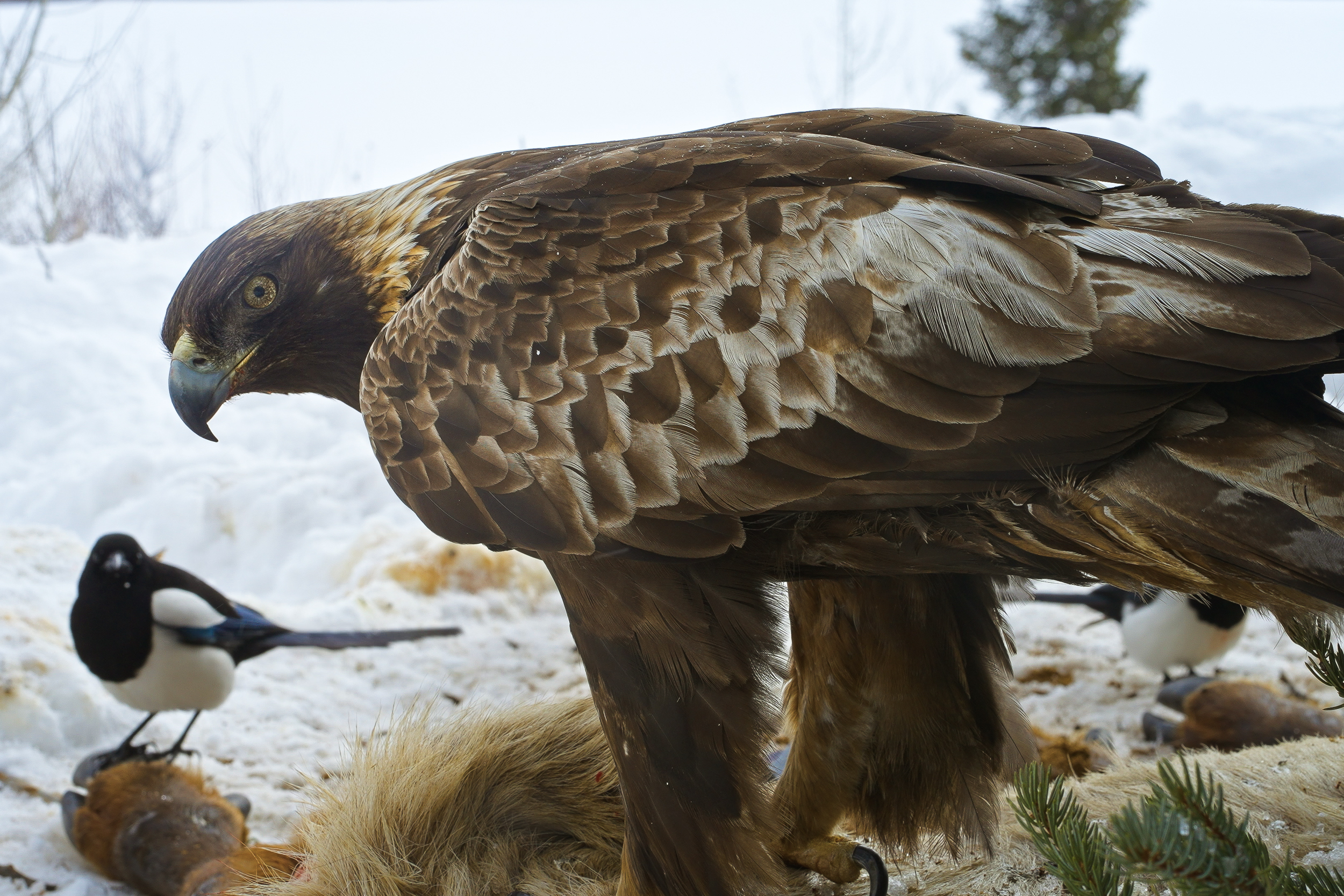 [Titre du site] Un photographe a capturé ces 7 images incroyables après avoir placé des caméras autour d'un loup kill