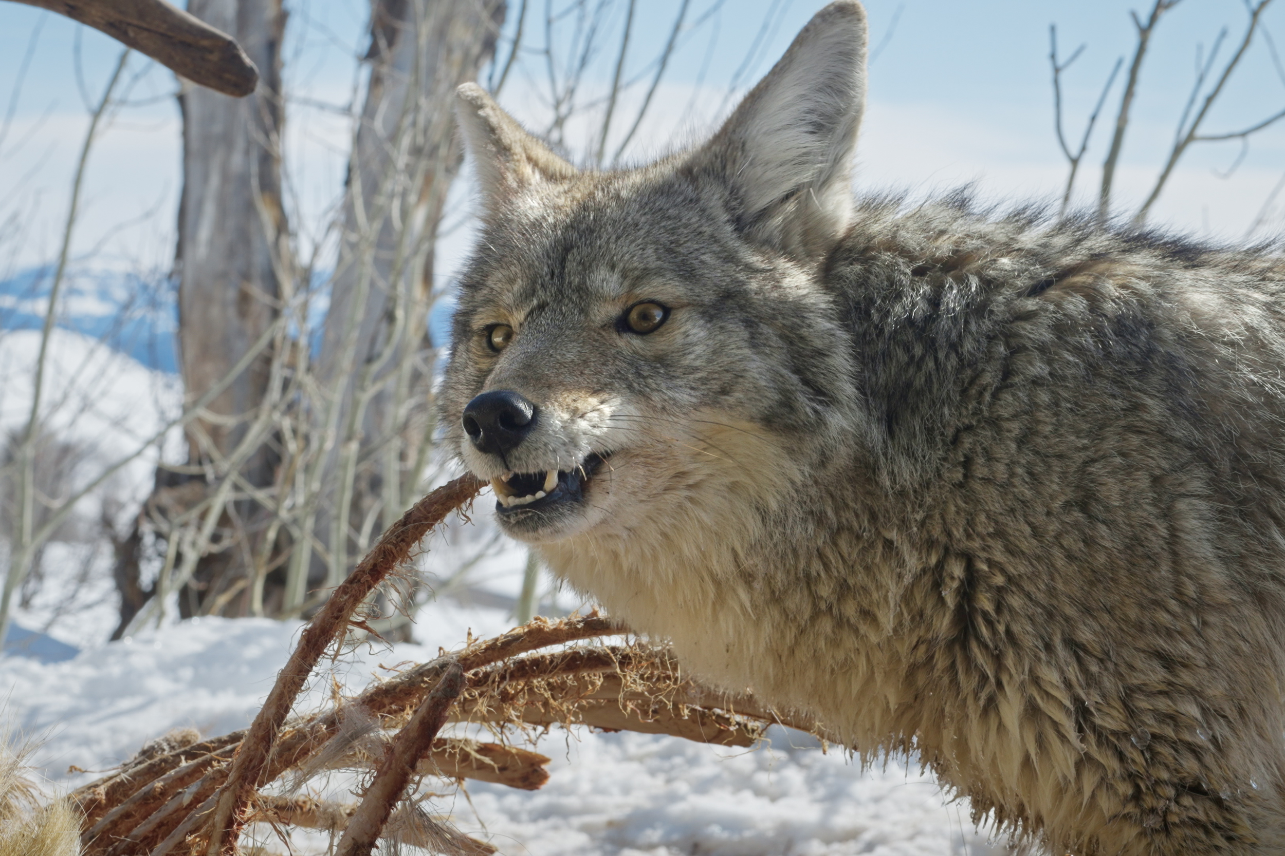 [Titre du site] Un photographe a capturé ces 7 images incroyables après avoir placé des caméras autour d'un loup kill