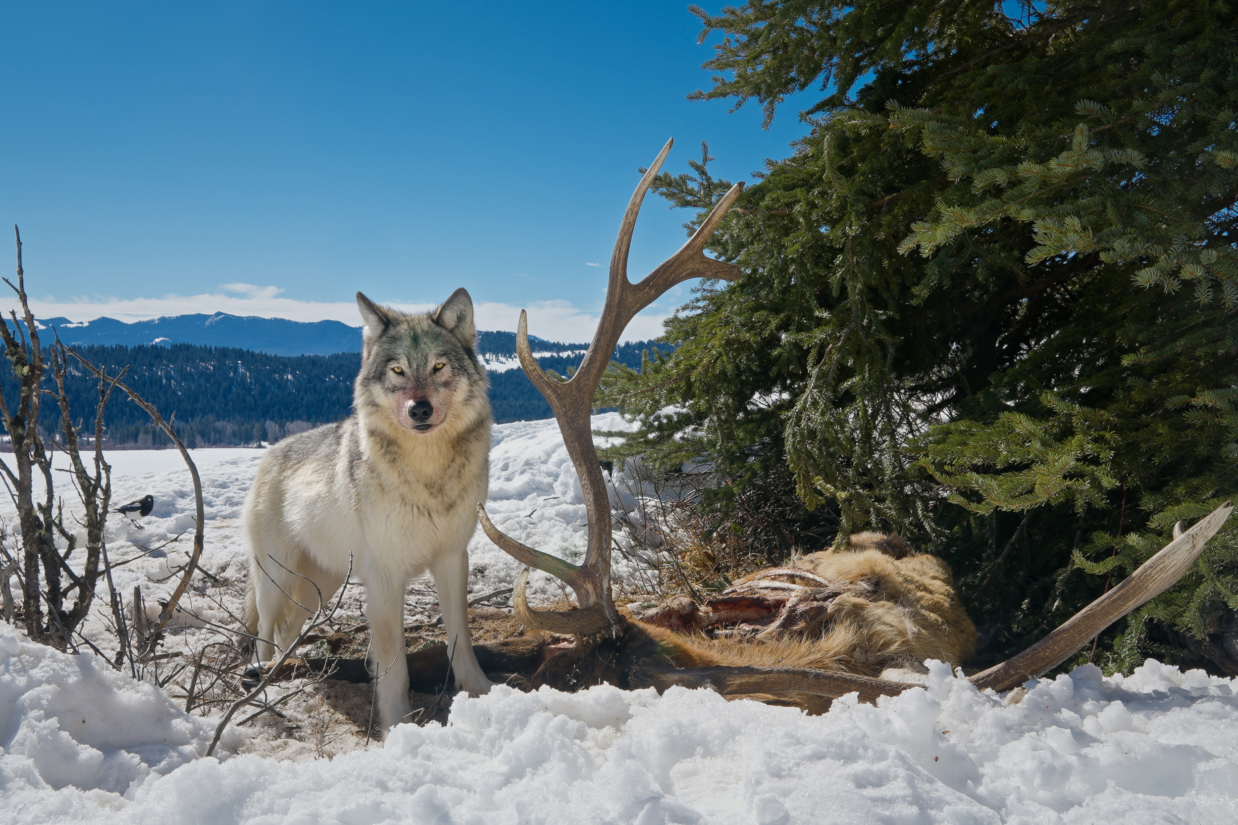 [Titre du site] Un photographe a capturé ces 7 images incroyables après avoir placé des caméras autour d'un loup kill