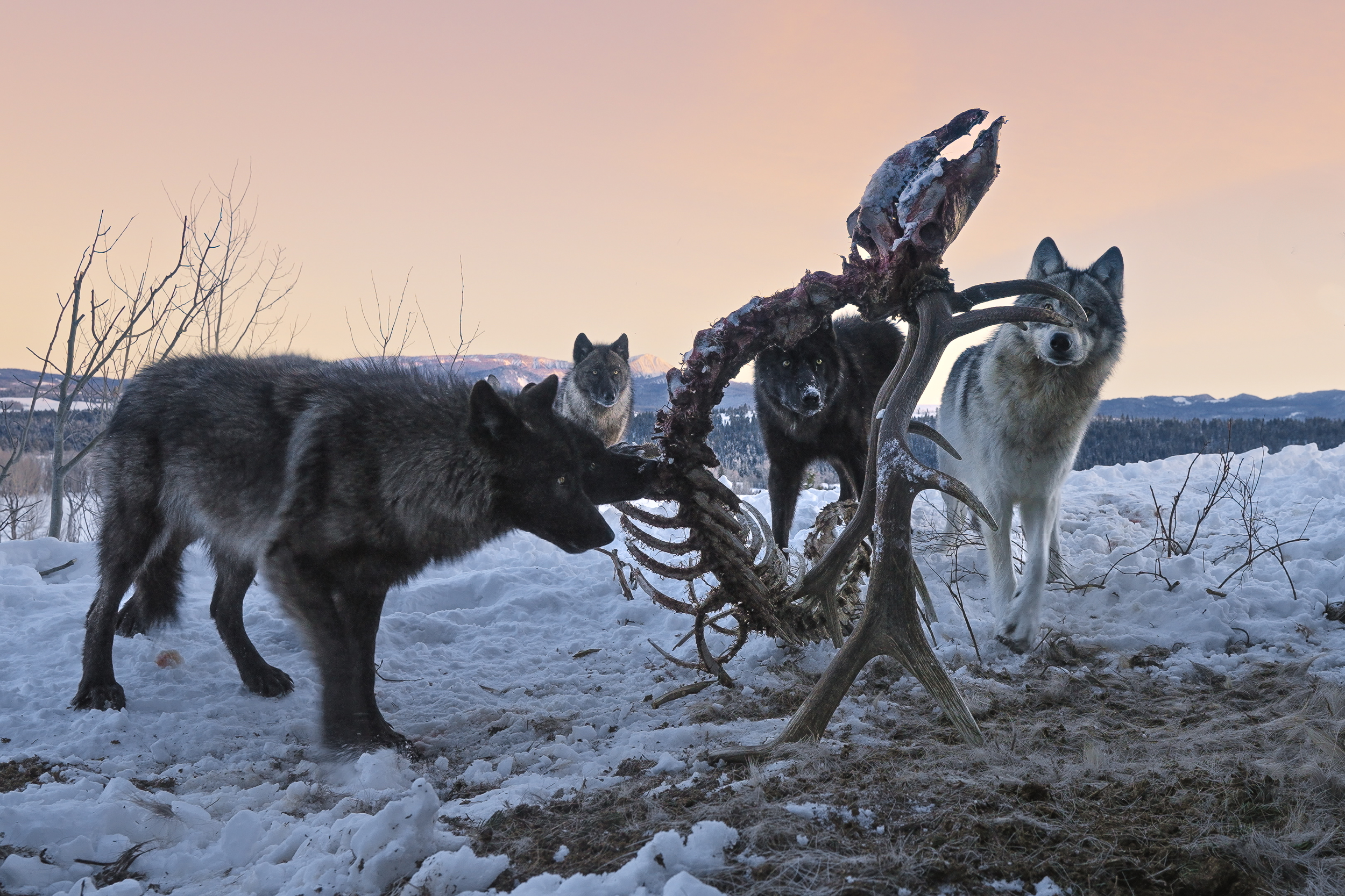 [Titre du site] Un photographe a capturé ces 7 images incroyables après avoir placé des caméras autour d'un loup kill