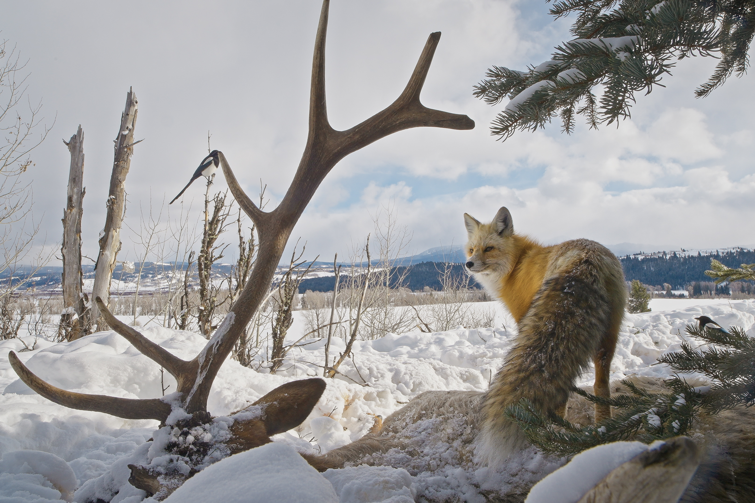 [Titre du site] Un photographe a capturé ces 7 images incroyables après avoir placé des caméras autour d'un loup kill