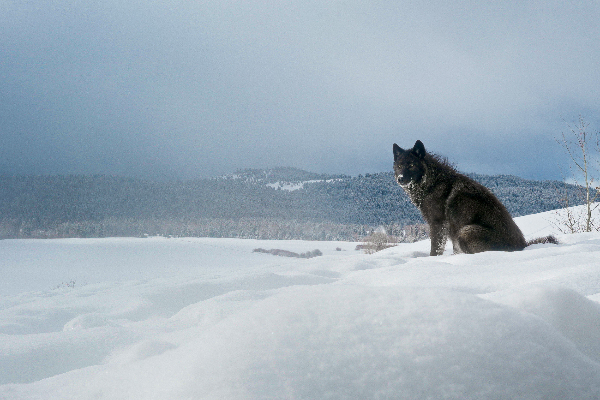[Titre du site] Un photographe a capturé ces 7 images incroyables après avoir placé des caméras autour d'un loup kill